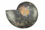 Cut & Polished Ammonite Fossil (Half) - Unusual Black Color #281435-1